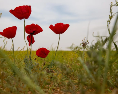 زراعة 39 نوع نباتي محلي في الحدود الشمالية ضمن السعودية الخضراء