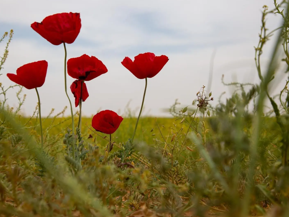 زراعة 39 نوع نباتي محلي في الحدود الشمالية ضمن السعودية الخضراء