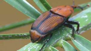 Combating the red palm weevil: Saudi Arabia inspects 76 million palm trees