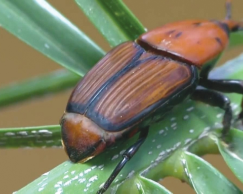 مكافحة سوسة النخيل الحمراء: السعودية تفحص 76 مليون نخلة