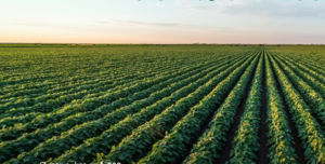 حملة شتانا صح 2: حماية البيئة ودعم الأمن الغذائي بالمملكة