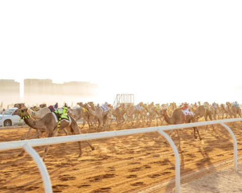 الهجن السعودية تتألق في افتتاح كأس وزارة الرياضة للهجن 2025