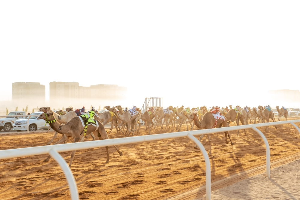 الهجن السعودية تتألق في افتتاح كأس وزارة الرياضة للهجن 2025