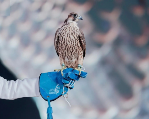 ختام مزاد نادي الصقور السعودي 2025 بمبيعات 6.4 مليون ريال