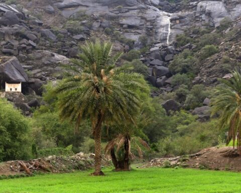 البرنامج الوطني للتشجير يعتمد 134 نوعاً لبيئة مكة