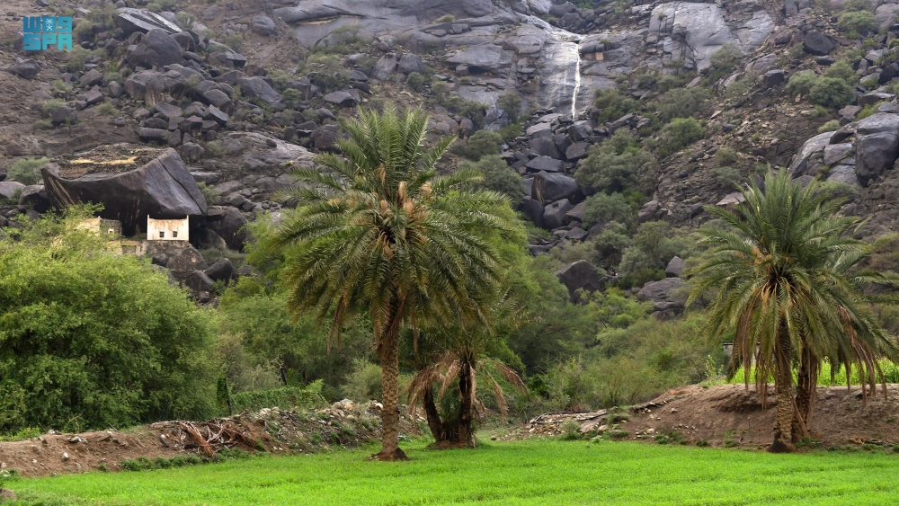 البرنامج الوطني للتشجير يعتمد 134 نوعاً لبيئة مكة