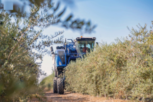 وقاء يفرض شروطاً صارمة لاستيراد شتلات الزيتون وحجر لعامين