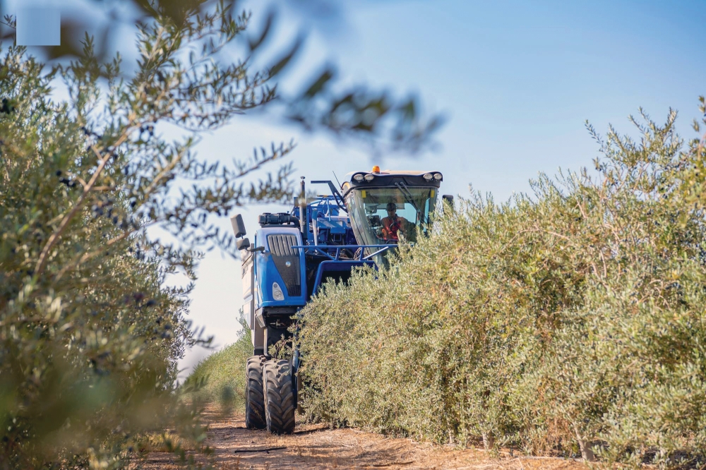 وقاء يفرض شروطاً صارمة لاستيراد شتلات الزيتون وحجر لعامين