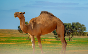 عقوبات الرعي الجائر في السعودية: تحذيرات البيئة وغرامات للمخالفين