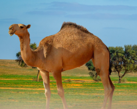 عقوبات الرعي الجائر في السعودية: تحذيرات البيئة وغرامات للمخالفين