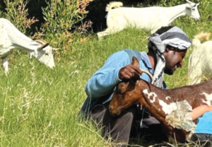 لائحة عمال الزراعة والرعاة: ساعات العمل والإجازات والحقوق