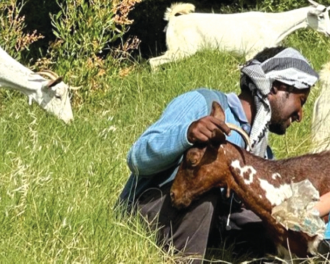 لائحة عمال الزراعة والرعاة: ساعات العمل والإجازات والحقوق