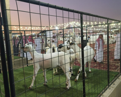ملتقى الماعز البيشي العاشر بمكة: دعم للثروة الحيوانية ورؤية 2030
