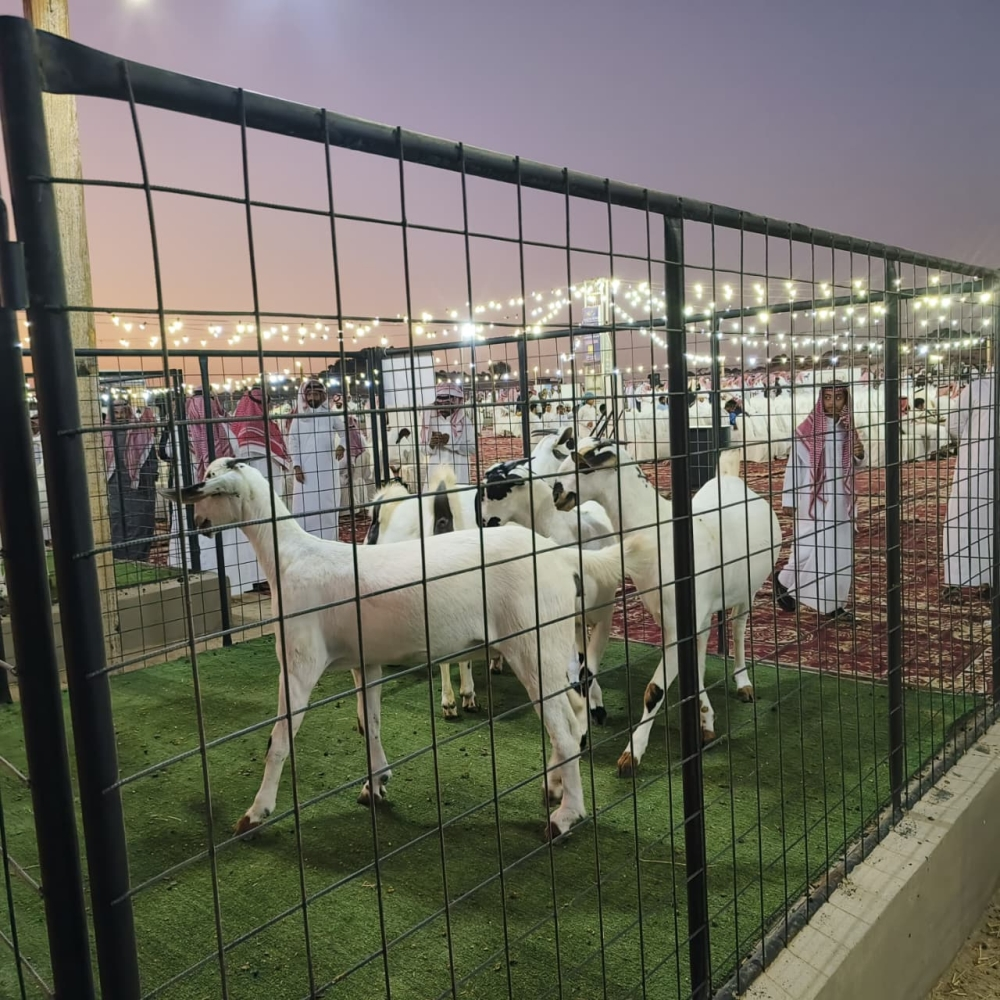 ملتقى الماعز البيشي العاشر بمكة: دعم للثروة الحيوانية ورؤية 2030