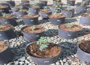 شروط رخصة بيع وتداول البذور والتقاوي عبر منصة نما