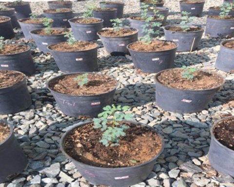 شروط رخصة بيع وتداول البذور والتقاوي عبر منصة نما