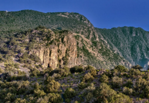 غرامة 2000 ريال لدهس الغطاء النباتي: تحذير وزارة البيئة