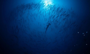 أول ترخيص للغوص مع أسماك القرش في السعودية بمحمية رأس حاطبة