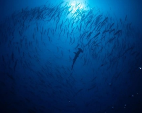 أول ترخيص للغوص مع أسماك القرش في السعودية بمحمية رأس حاطبة