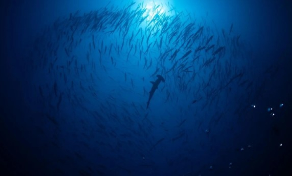 أول ترخيص للغوص مع أسماك القرش في السعودية بمحمية رأس حاطبة