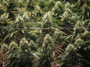 ترامب يعيد تصنيف الماريجوانا: قرار تاريخي لدعم الطب