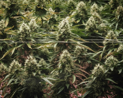 ترامب يعيد تصنيف الماريجوانا: قرار تاريخي لدعم الطب