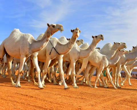 النيابة العامة: إهمال الحيوانات مخالفة تستوجب العقوبة