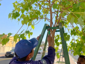 بلدية بقيق تزرع 173 ألف شتلة ضمن مبادرة شرقيتنا خضراء
