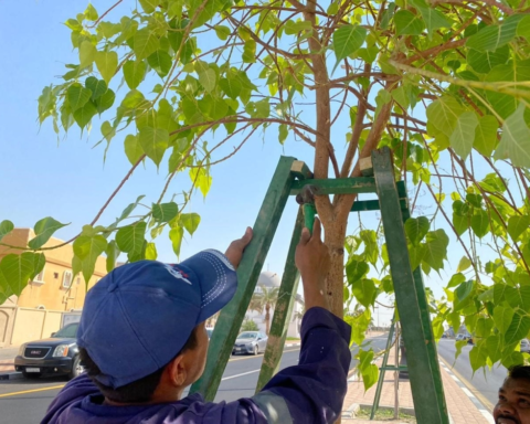 بلدية بقيق تزرع 173 ألف شتلة ضمن مبادرة شرقيتنا خضراء