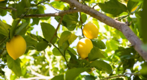 موسم الحمضيات السعودي: إنتاج 123 ألف طن ليمون يعزز الأمن الغذائي