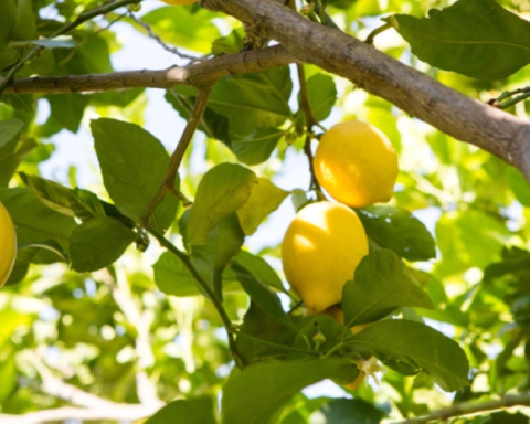 موسم الحمضيات السعودي: إنتاج 123 ألف طن ليمون يعزز الأمن الغذائي