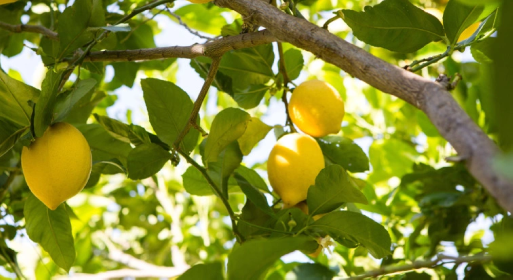 موسم الحمضيات السعودي: إنتاج 123 ألف طن ليمون يعزز الأمن الغذائي