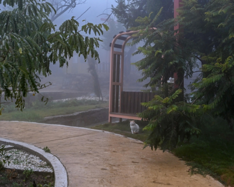 طقس السعودية: ضباب كثيف وتدني الرؤية في 9 مناطق اليوم