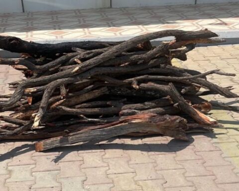 ضبط مخالف في حائل يبيع الحطب المحلي: جهود حماية البيئة