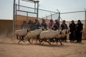 إطلاق 61 كائناً فطرياً نادراً في محمية الملك خالد لدعم البيئة
