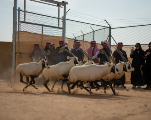 إطلاق 61 كائناً فطرياً نادراً في محمية الملك خالد لدعم البيئة