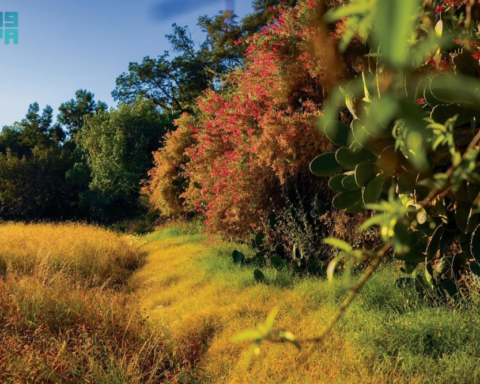 نباتات عسير: 165 نوعاً لدعم البرنامج الوطني للتشجير