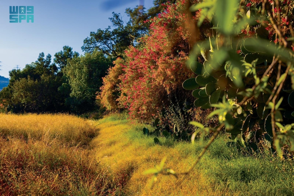 نباتات عسير: 165 نوعاً لدعم البرنامج الوطني للتشجير