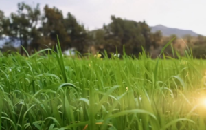 ريف السعودية يحقق نمواً بـ 1100% في المحاصيل البعلية