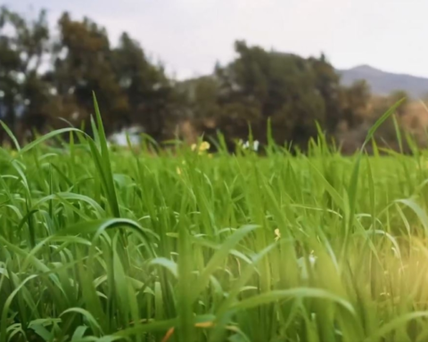 ريف السعودية يحقق نمواً بـ 1100% في المحاصيل البعلية