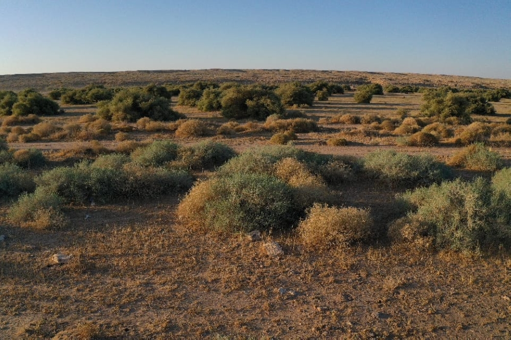 تأهيل 4.7 ملايين هكتار من الفياض والرياض لتعزيز الغطاء النباتي