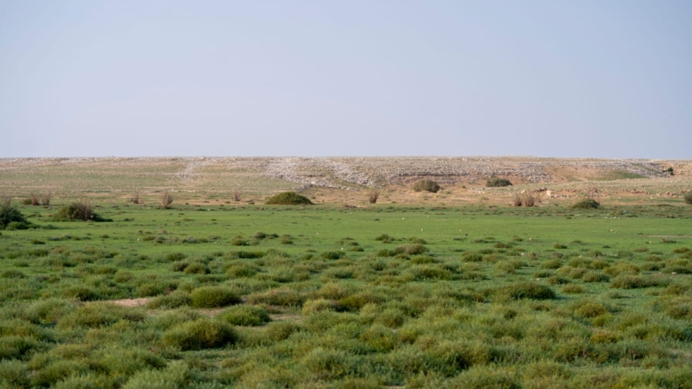 تنمية الغطاء النباتي في السعودية