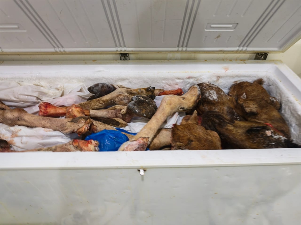 أمانة جدة تتلف 4.5 طن لحوم فاسدة وتغلق 4 مواقع مخالفة