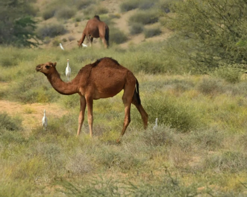 سهول تهامة عسير: وجهة السياحة البيئية والطبيعة الساحرة