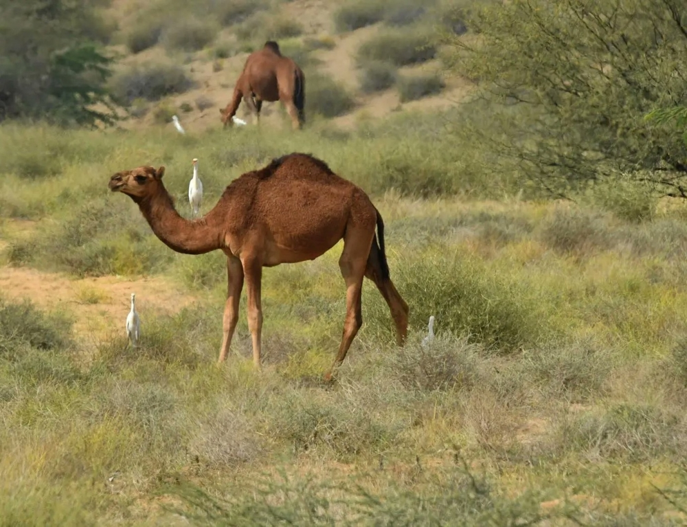سهول تهامة عسير: وجهة السياحة البيئية والطبيعة الساحرة
