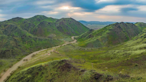 مستقبل الغطاء النباتي في السعودية وأهمية المانغروف