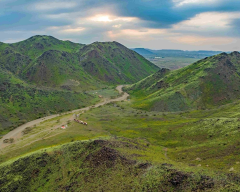 مستقبل الغطاء النباتي في السعودية وأهمية المانغروف