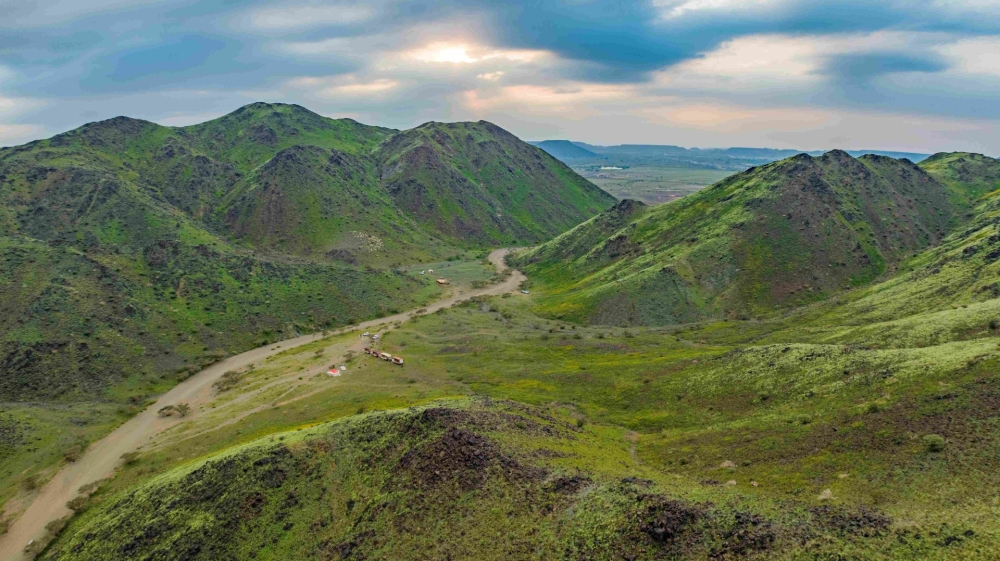 مستقبل الغطاء النباتي في السعودية وأهمية المانغروف