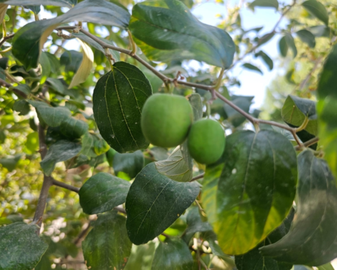 مخاطر خلط المبيدات بالزراعة المنزلية ونصائح لتجنبها