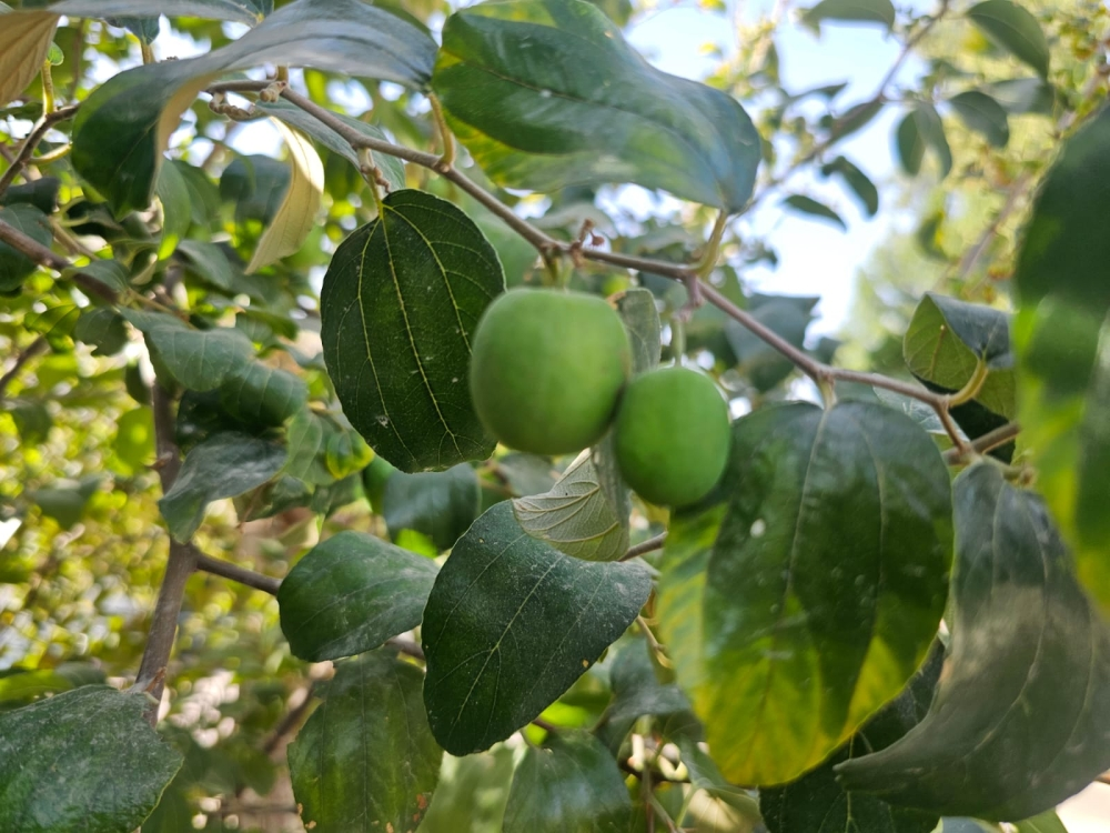 مخاطر خلط المبيدات بالزراعة المنزلية ونصائح لتجنبها